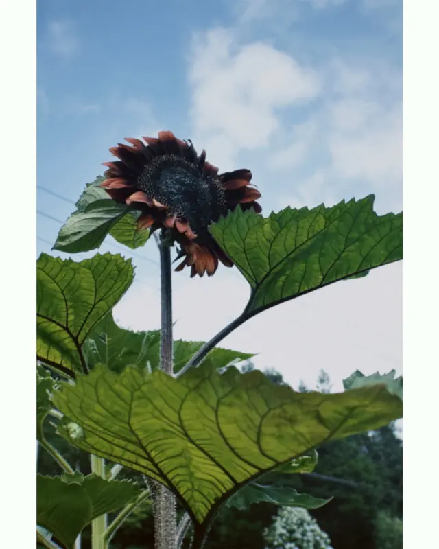 1本だけ悪そうなひまわりが咲いた

#summer #summerscenes #sunflower #homestead #homesteadlife #ひまわり #ヒマワリ #向日葵 #夏 #山暮らし #田舎暮らし