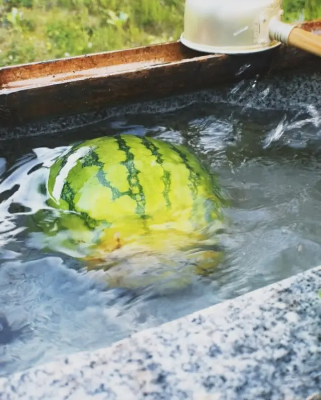 スイカの初物
あまり大きくないけど今年はたくさんできたので嬉しい
白い部分がすこし多い気がするけど甘い

#watermelon #summerveggies #homestead #homesteadlife #すいか #スイカ #収穫 #夏野菜 #初物 #山暮らし #田舎暮らし