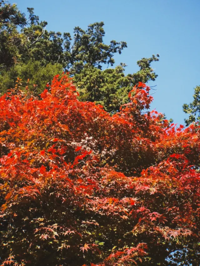 紅葉を見る余裕なんてなかったけど、紅葉は確かにそこにあった

#fallscene #latefall #maple #fallcolors #homesteadlife #秋 #紅葉 #もみじ #田舎暮らし
