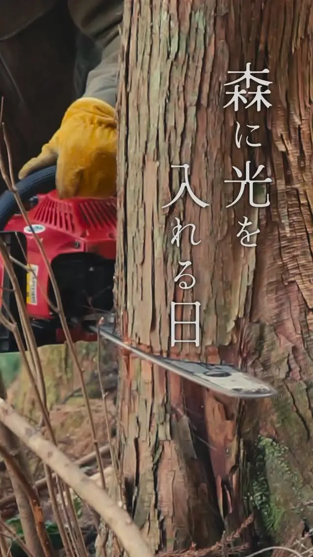 Forest Care Day | Let the Light In

森の環境のための間伐作業
立ち枯れ、病気、虫食い、混み合った木を切って、光と風を入れる

Forest thinning day.
Removing dead, diseased, and overcrowded trees
to help the forest breathe again.
Every cut has a purpose —
and every log will be reused for DIY and firewood.

切った木は、薪やDIY材に
山暮らしの記録

#forestcare #homesteadlife #sustainableliving
#woodwork #diy #outdoorliving
#間伐 #森づくり #山暮らし #薪ストーブのある暮らし
