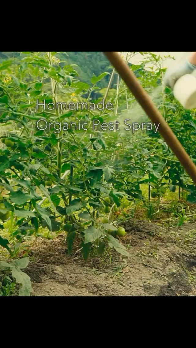Homemade Organic Pest Spray
A homemade organic pesticide to protect the garden.
Garlic and chili, steeped in vinegar for about two weeks.

畑の野菜を守るための手作り防虫剤
ニンニクと唐辛子と酢を2週間ほど漬けておくだけ

#homesteadlife #山暮らし #森暮らし #organicgardening #家庭菜園