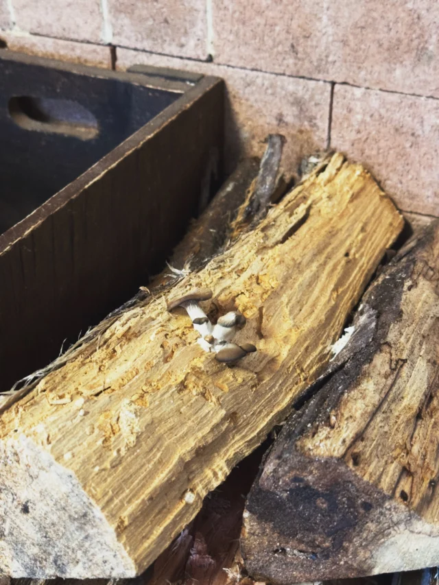 クズ薪にキノコが生えていた
シメジ？
わからん

#homesteadlife #wildmushrooms #山暮らし #森暮らし